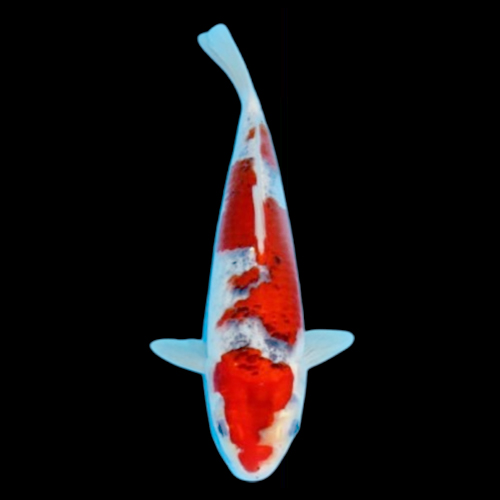 ikan-goshiki